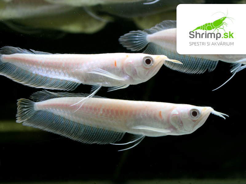 Arowana Silver Albino 10 cm