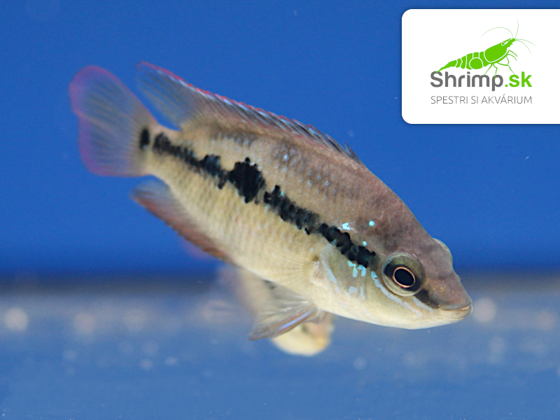 Cichlida Salvinova (4-5 cm) - Cichlastoma salvini Red