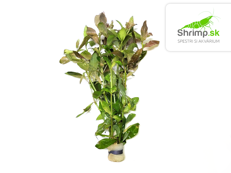 Hygrophila polysperma - zväzok