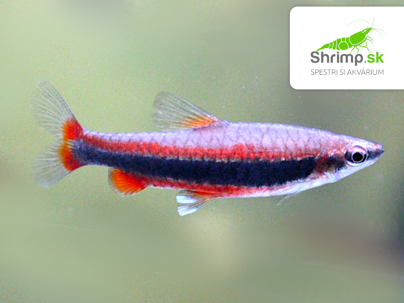 Drobnoústka Beckfordova - Nannostomus beckfordi