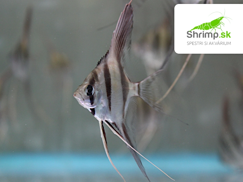 Skalár Altum Orinoko - Pterophyllum altum orinoco