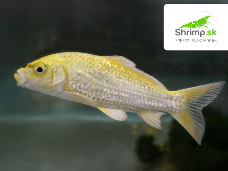 Koi kapor Yamabuki Ogon 14-16 cm - Cyprinus carpio