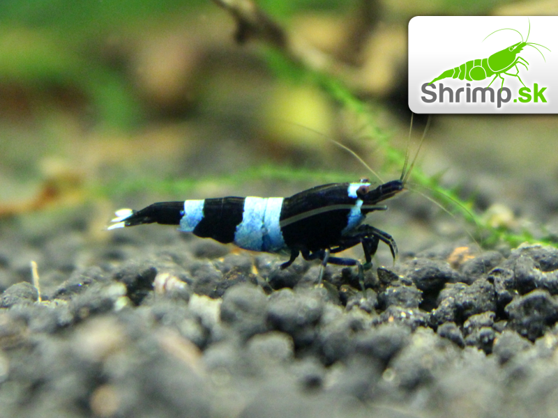 Black Panda (Caridina sp.)
