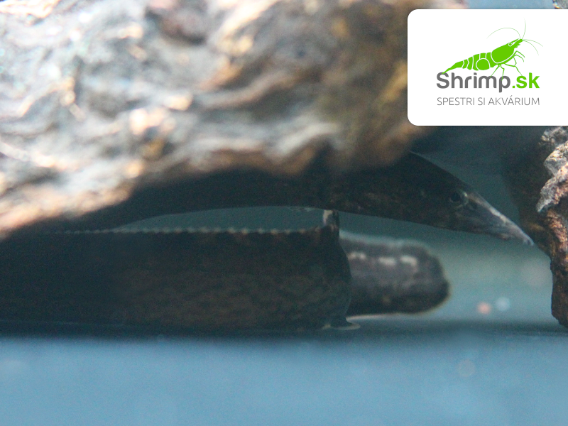 Hrotočelec veľký 6-8 cm - Mastacembelus armatus