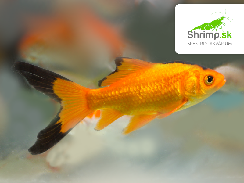 Karas čierno-oranžový 10-12 cm - Carassius auratus