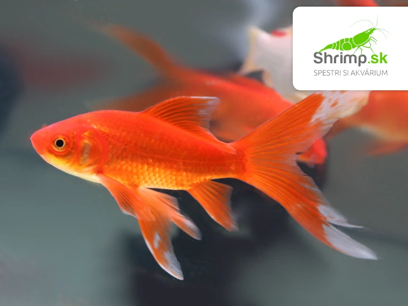 Karas červený 9-11 cm - Carassius auratus (DO JAZIERKA)