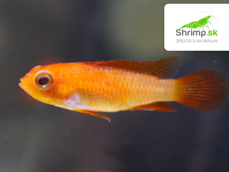 Cichlidka Agassiho fire red