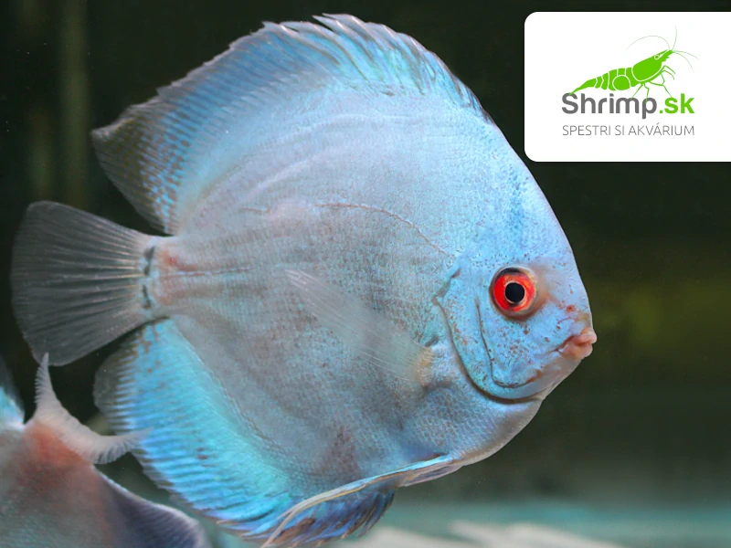 Discus Blue Diamond 10-12 cm - Symphysodon discus