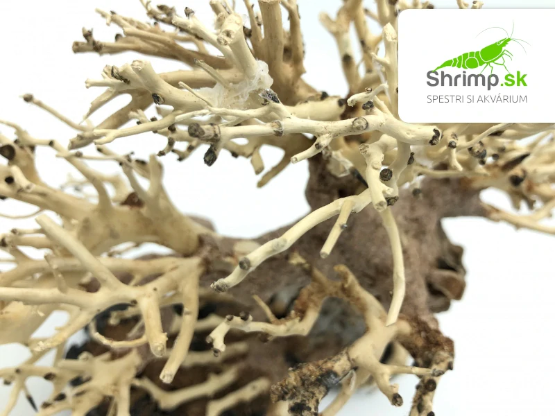 Bonsai Driftwood 20 x 15 x 16 cm (28.)