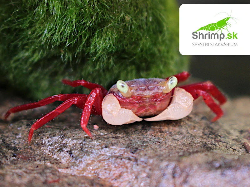 Krab Mandarin White Arm - Geosesarma pontianak
