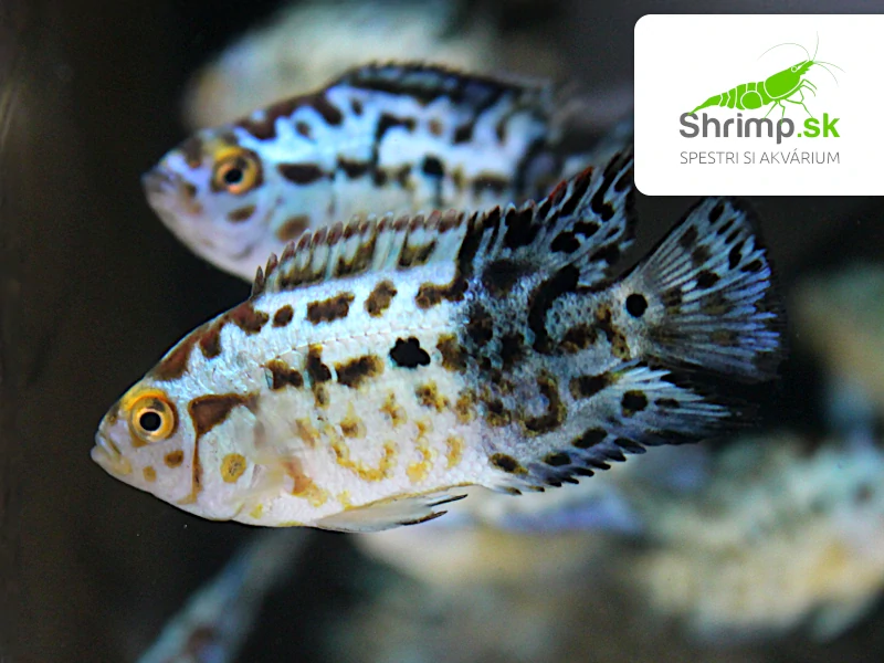 Cichlazoma perleťová modrá - Rocio octofasciata