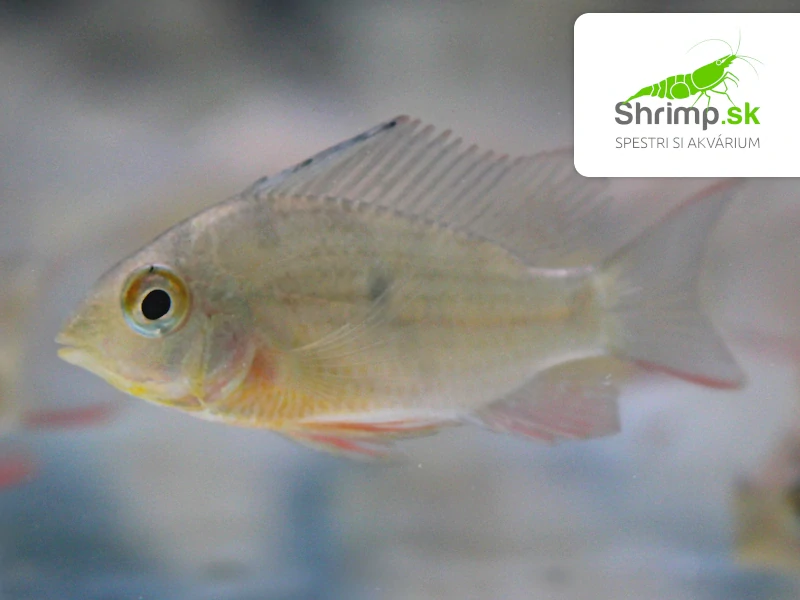 Cichlidka Bolivijská – Papiliochromis altispinosa