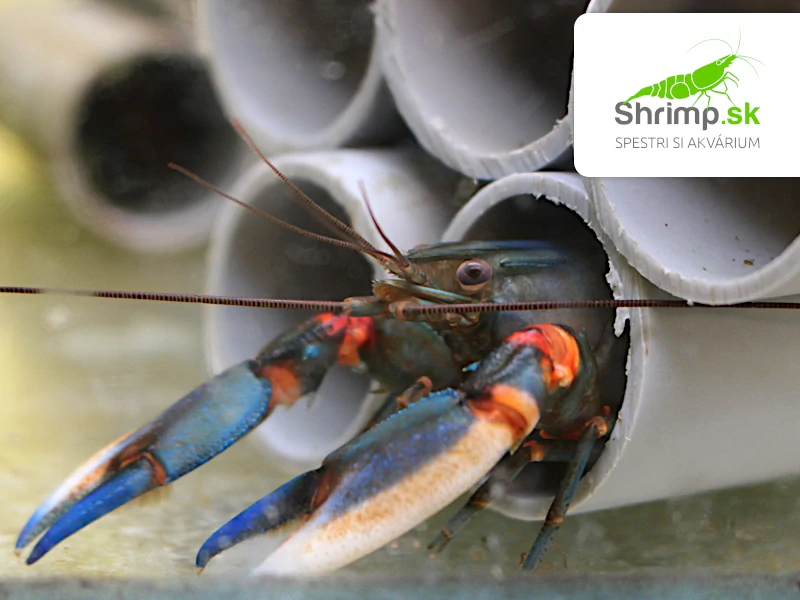 Rak Blue Kong - samec - Cherax alyciae