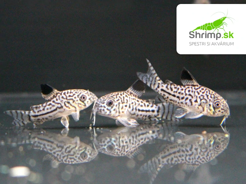 Pancierniček leopardí - Corydoras julii 