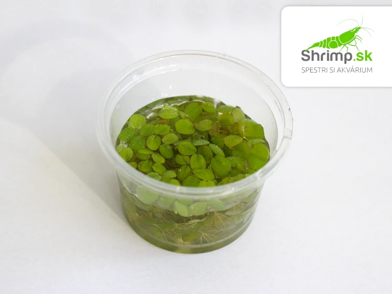 Salvinia minima 100 ml