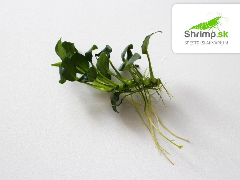 Anubias nana mini - zväzok