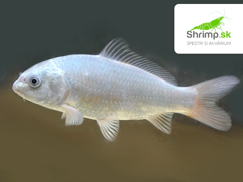 Koi kapor mix B 8-10 cm - Cyprinus carpio