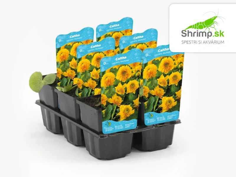 Caltha palustris 'Multiplex' – košík 9x9 cm