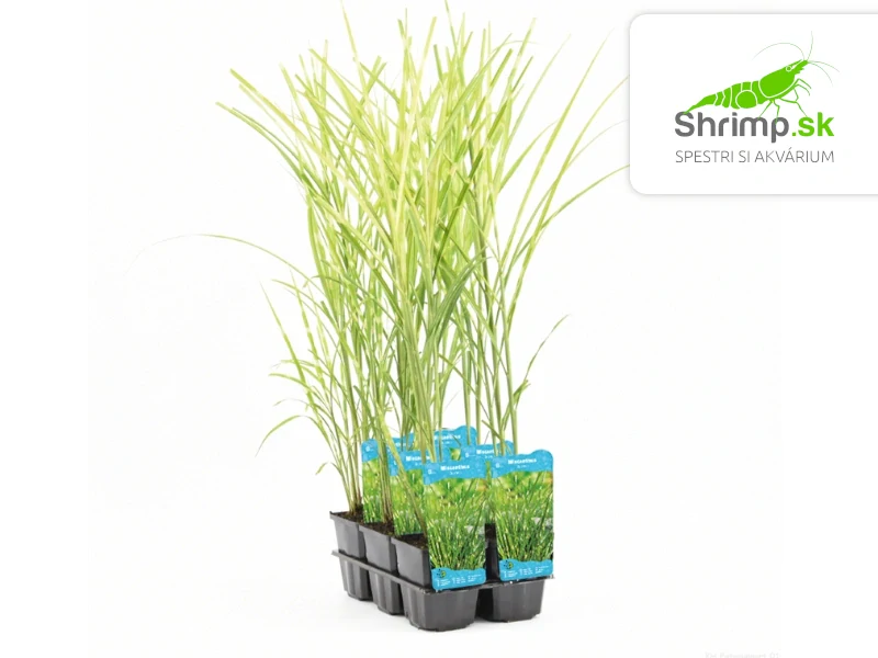 Miscanthus Zebrinus – košík 9x9 cm