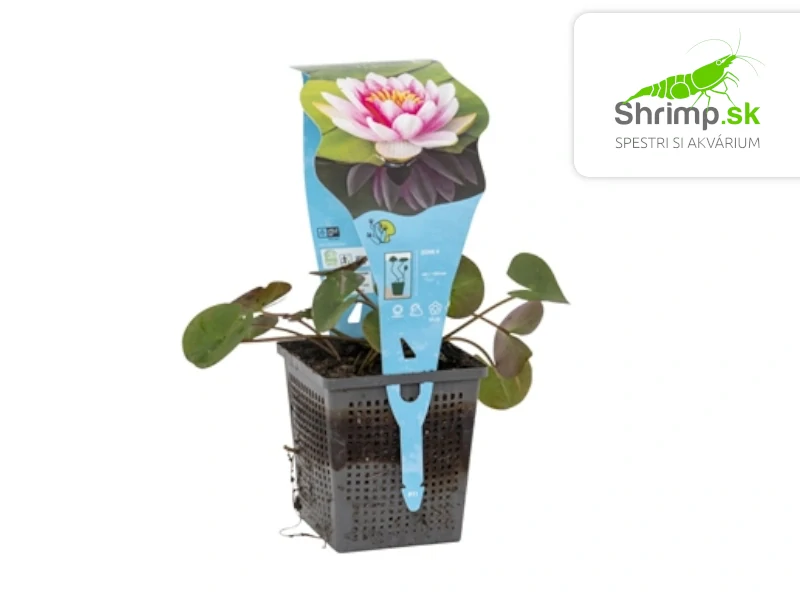 Nymphaea ‘Attraction’ – košík 11x11 cm