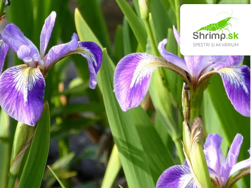 Iris pseudacorus Blue – blister 18 cm