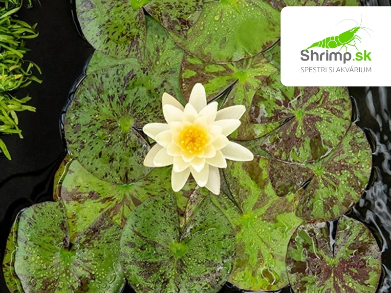 Nymphaea 'Chromatella' (Lekno žlté) – blister 18 cm