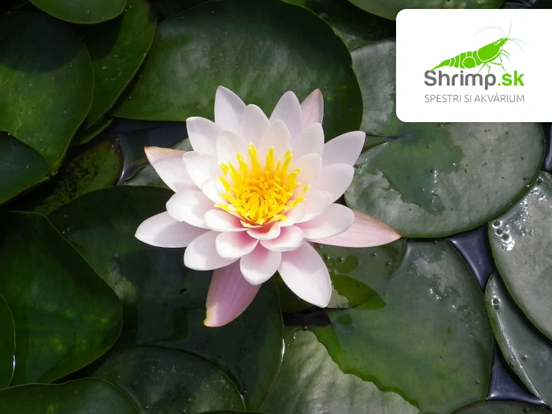 Nymphaea ‘Marliacea Carnea’ – blister 18 cm