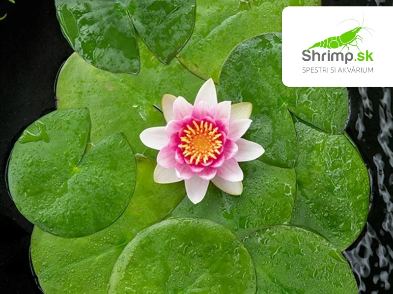 Nymphaea ‘Attraction’ – blister 18 cm
