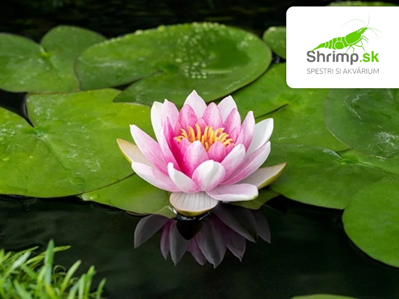 Trio lekien (Nymphaea alba, ‘Attraction’, ‘Chromatella’) – blister 18 cm