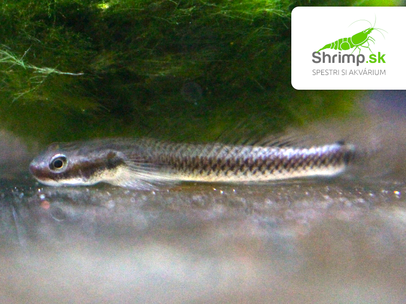 Hlaváč smaragdový - Stiphodon sp. undio blue