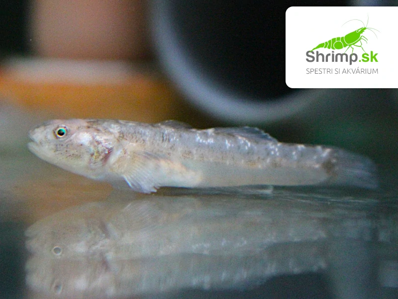 Hlaváč pustinný - Chlamydogobius eremius