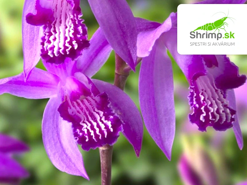 Bletilla striata – košík 9x9 cm