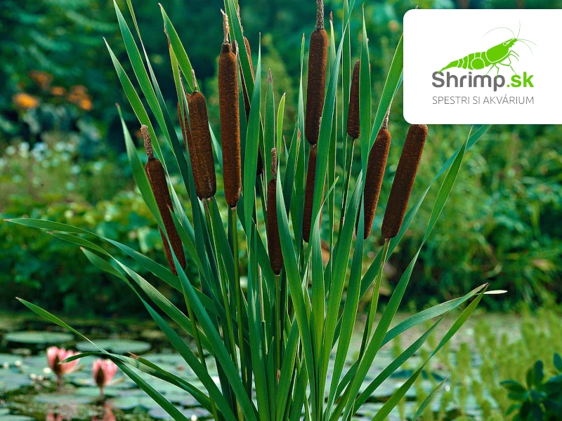 Typha angustifolia – košík 9x9 cm
