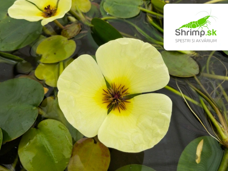 Hydrocleys nymphoides – pohár Ø 12 cm
