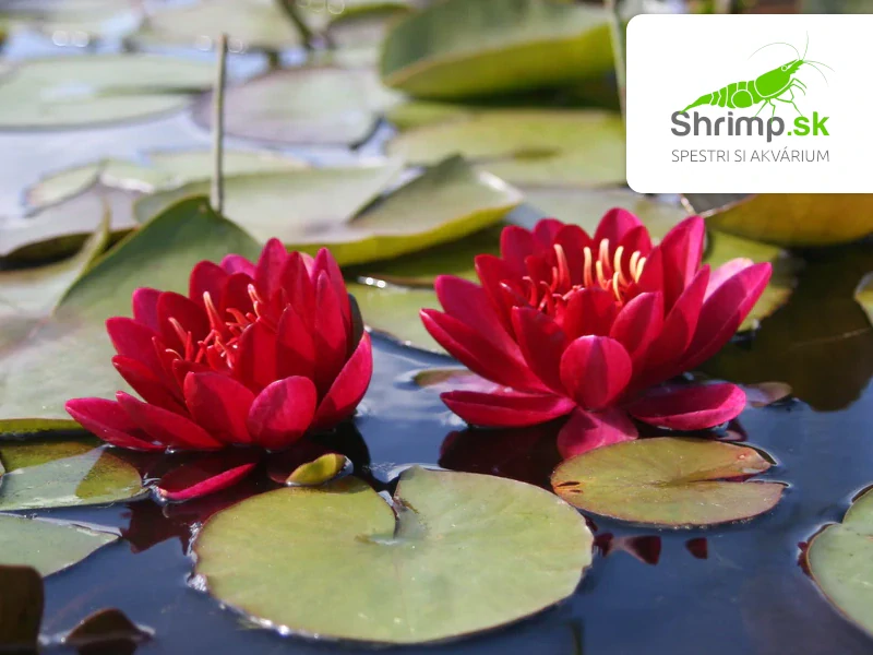 Nymphaea 'Burgundy Princess' – košík 11x11 cm