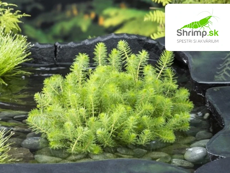 Myriophyllum rubricaule – košík 11x11 cm