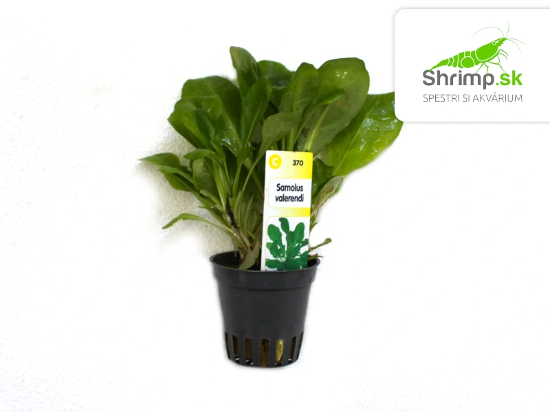 Samolus valerandi - košík