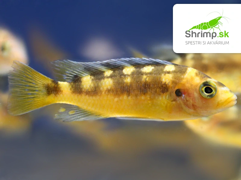 Papuľovec Crabro - Pseudotropheus crabro