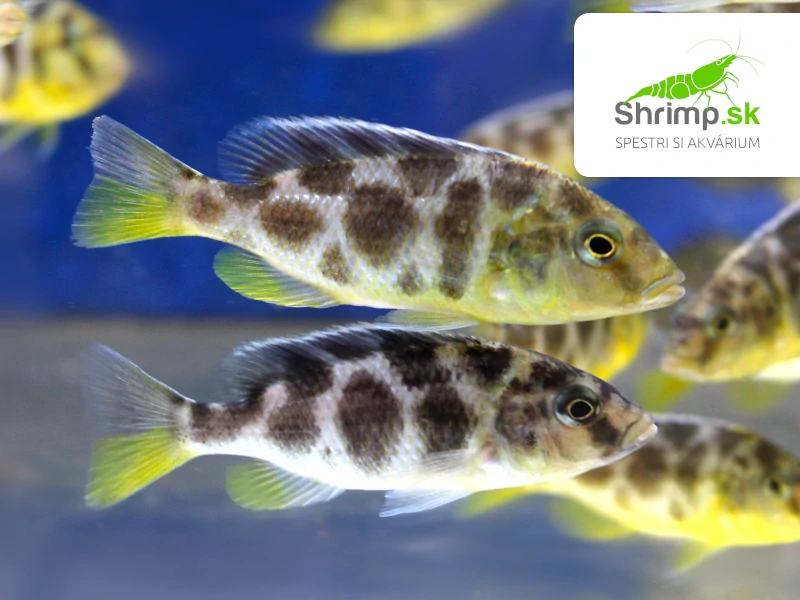 Papuľovec Venustus - Nimbochromis venustus