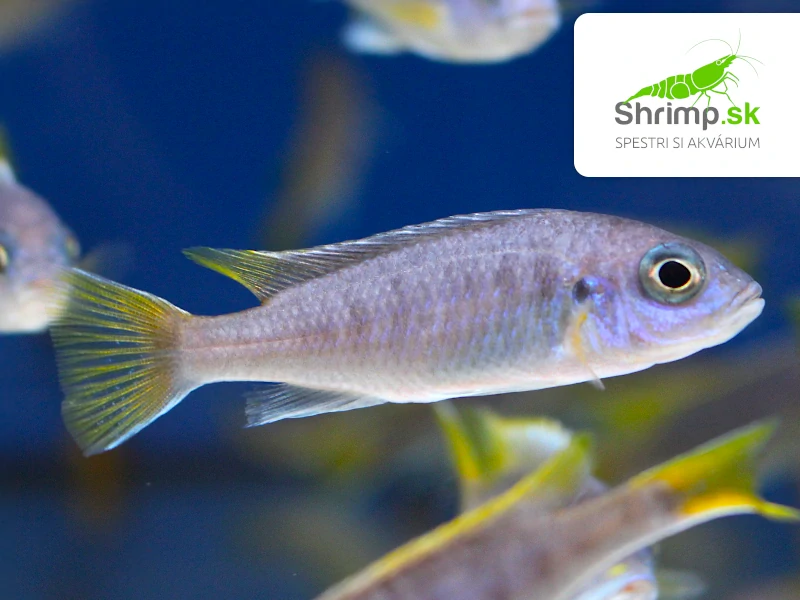 Papuľovec žltochvostý - Pseudotropheus acei