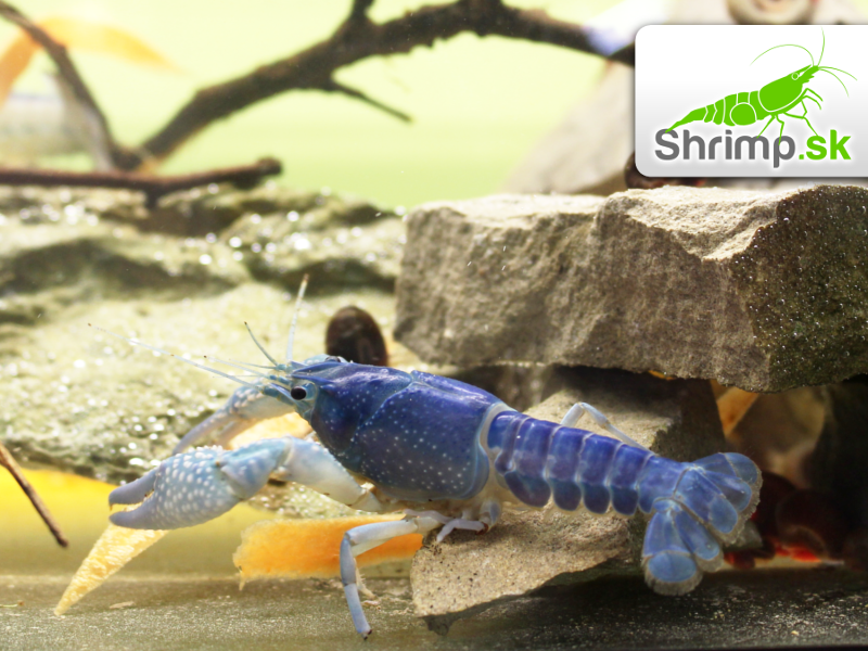 Rak floridský - Procambarus alleni