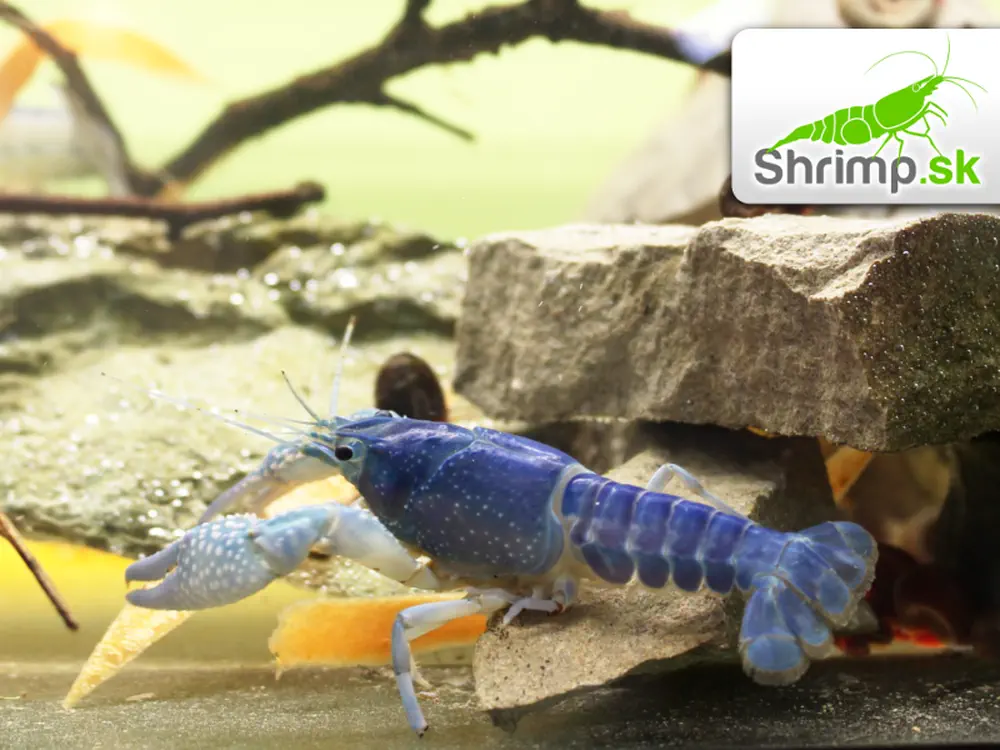 Rak floridský - Procambarus alleni