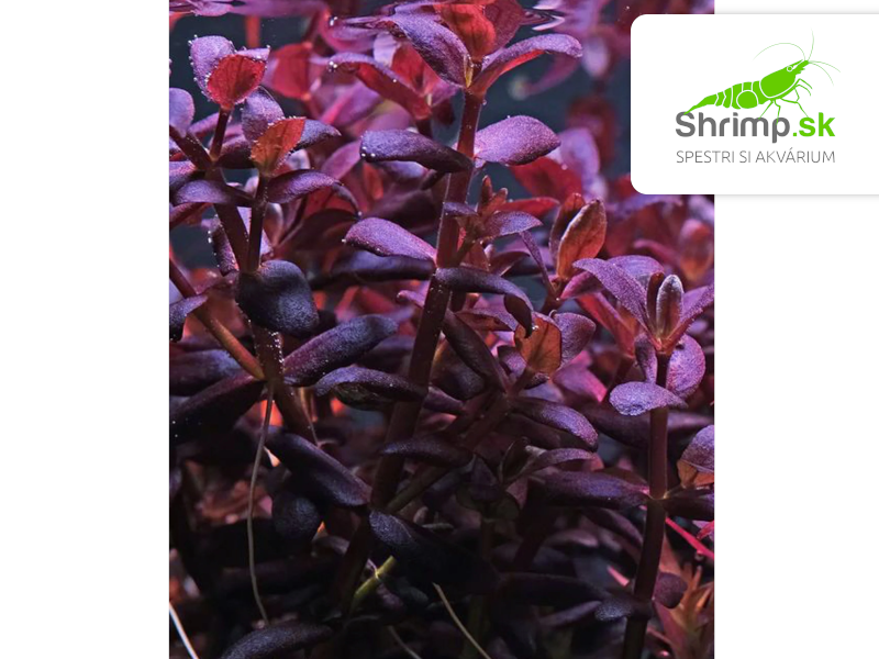 Bacopa salzmannii Purple - košík
