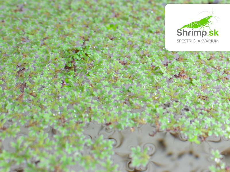 Azola karolínska - Azolla caroliniana