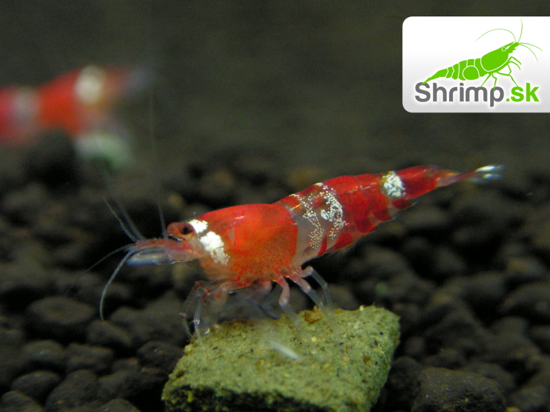 Crystal Red (Caridina cf. cantonensis)