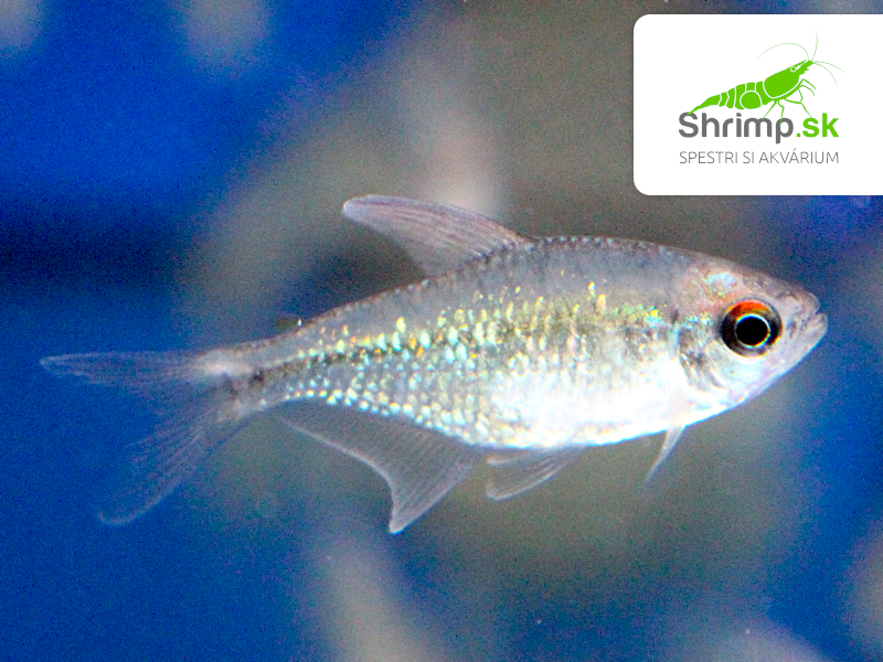 Tetra diamantová - Moenkhausia pittieri