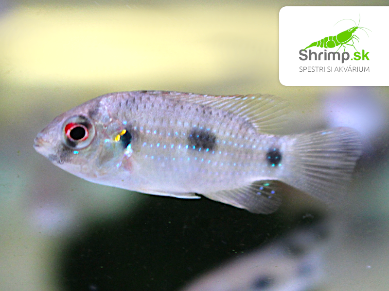 Cichlidka Thomasova - Anomalochromis thomasi