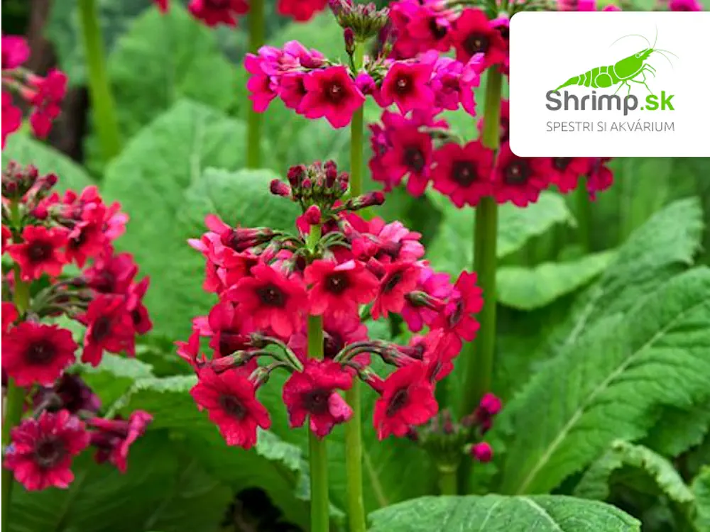 Primula japonica "Millers Crimson" – košík 9x9 cm
