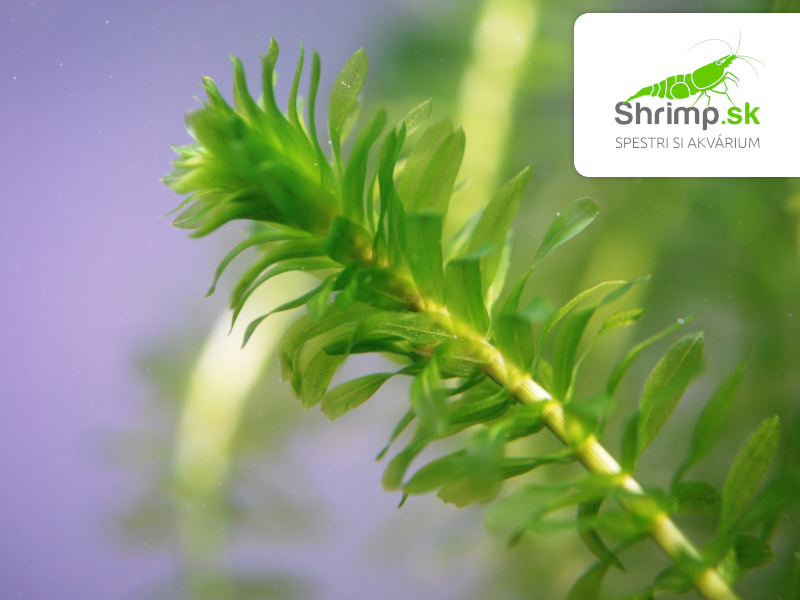 Elodea densa – zväzok