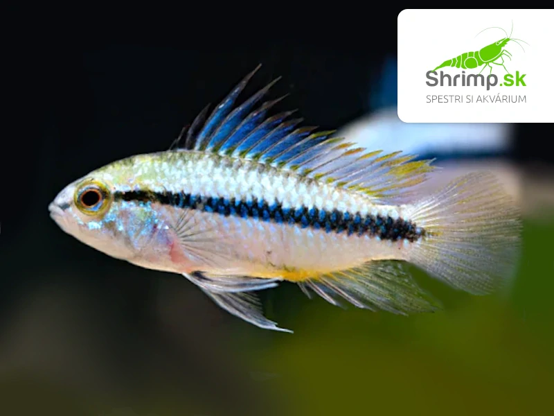 Cichlidka trojpásová - Apistogramma trifasciata